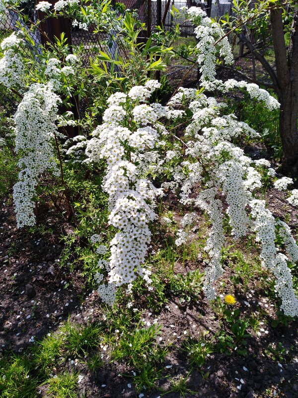 Спирея на даче - Нина Колгатина Спирея на даче - Нина Колгатина
