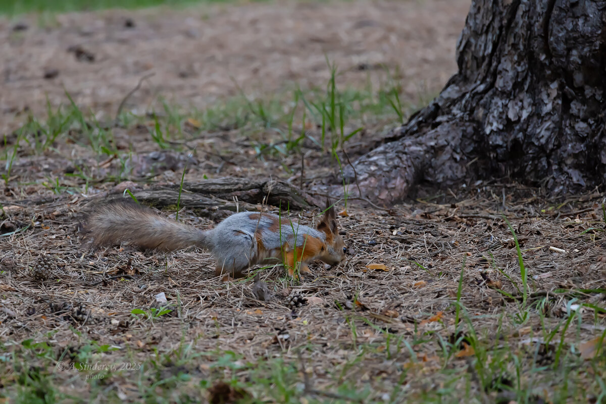Белка в поисках пищи - Александр Синдерёв
