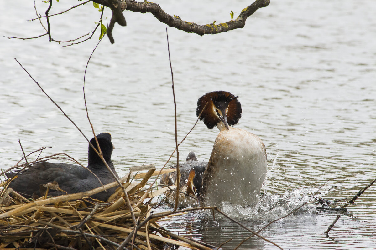 Редкие птицы парка Победы в Санкт-Петербург - Алексей Булак Редкие птицы парка Победы в Санкт-Петербург - Алексей Булак