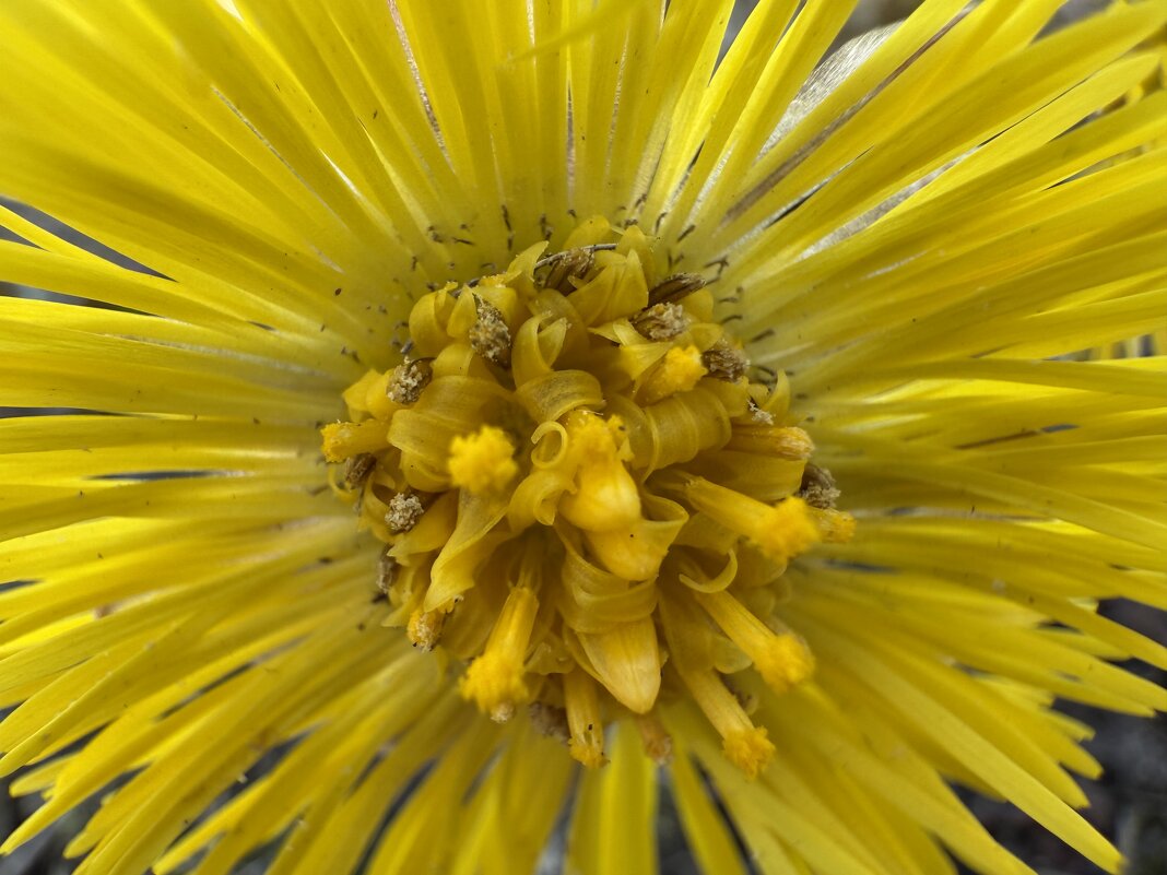 Мать-и-Мачеха - Светлана Мать-и-Мачеха - Светлана