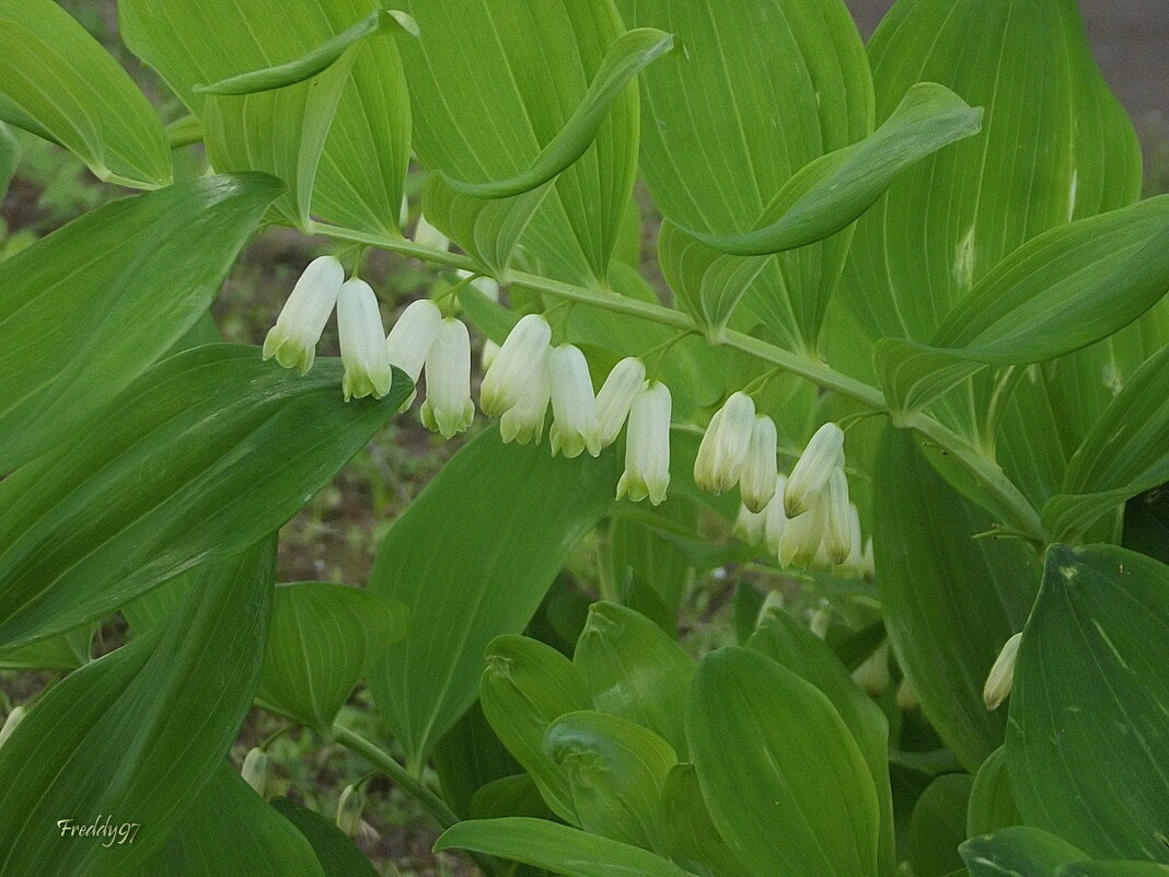 Купена - Freddy 97