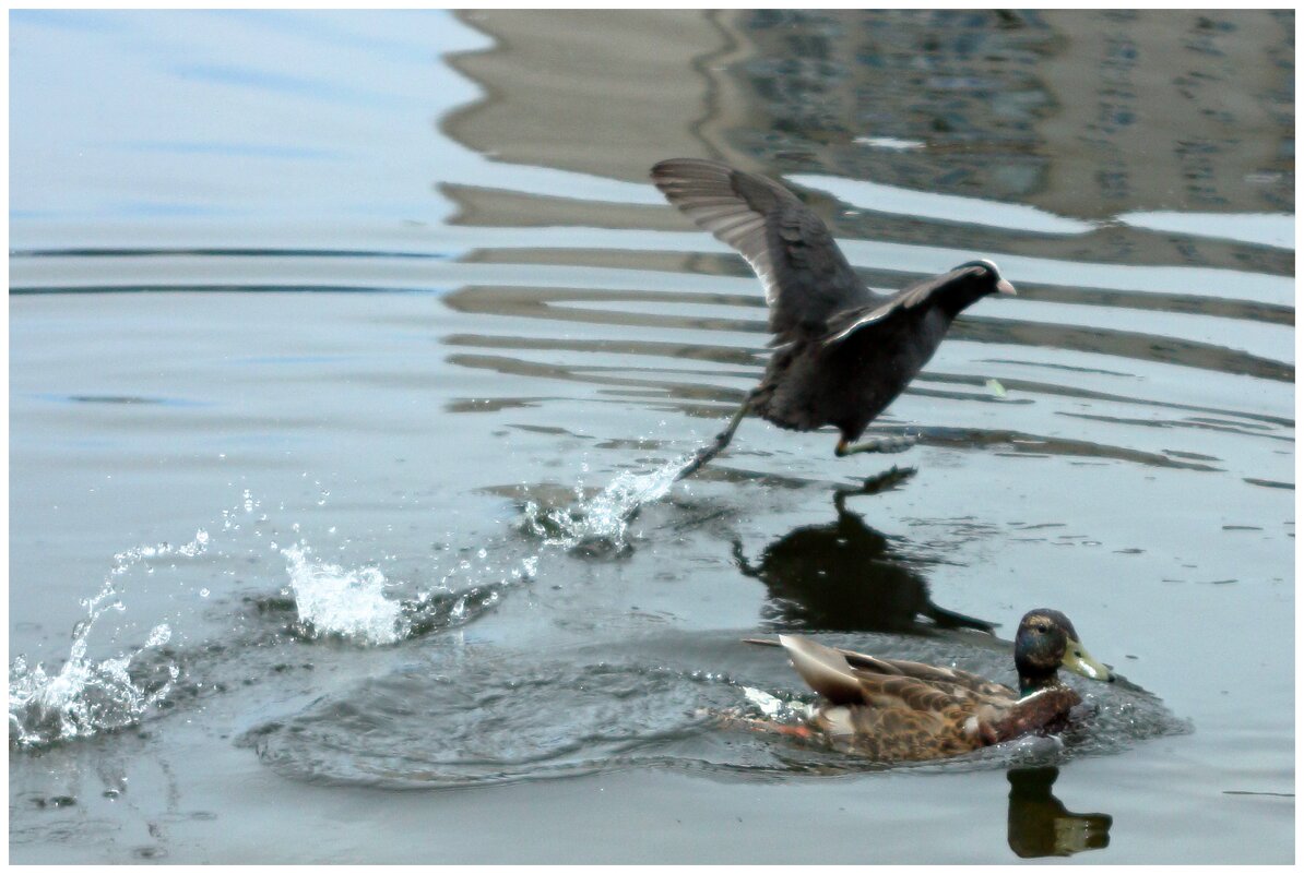 бег лысухи - Александр Кольцов