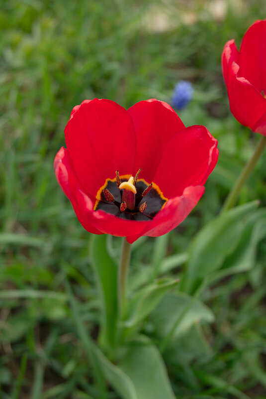 Тюльпаны. - Светлана Мишенёва Тюльпаны. - Светлана Мишенёва