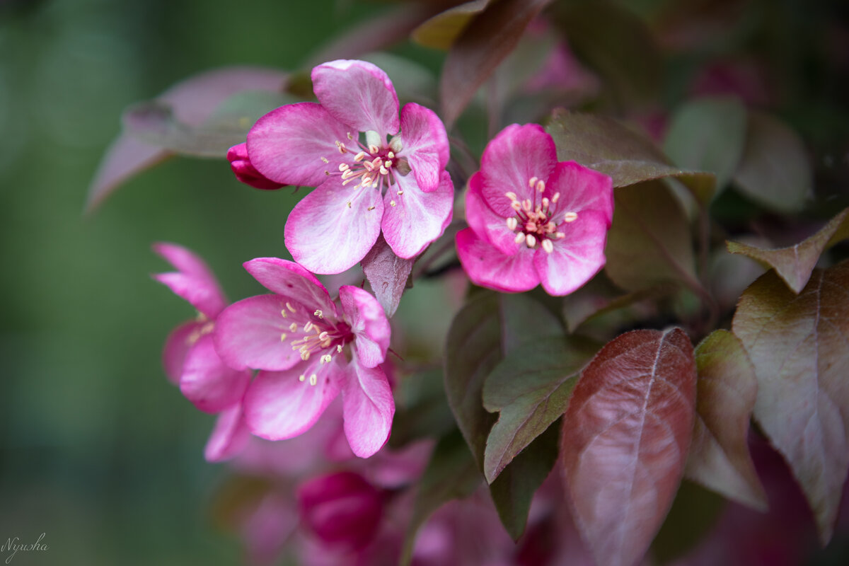 Розовенькое, в цветочках) - Nyusha . Розовенькое, в цветочках) - Nyusha .
