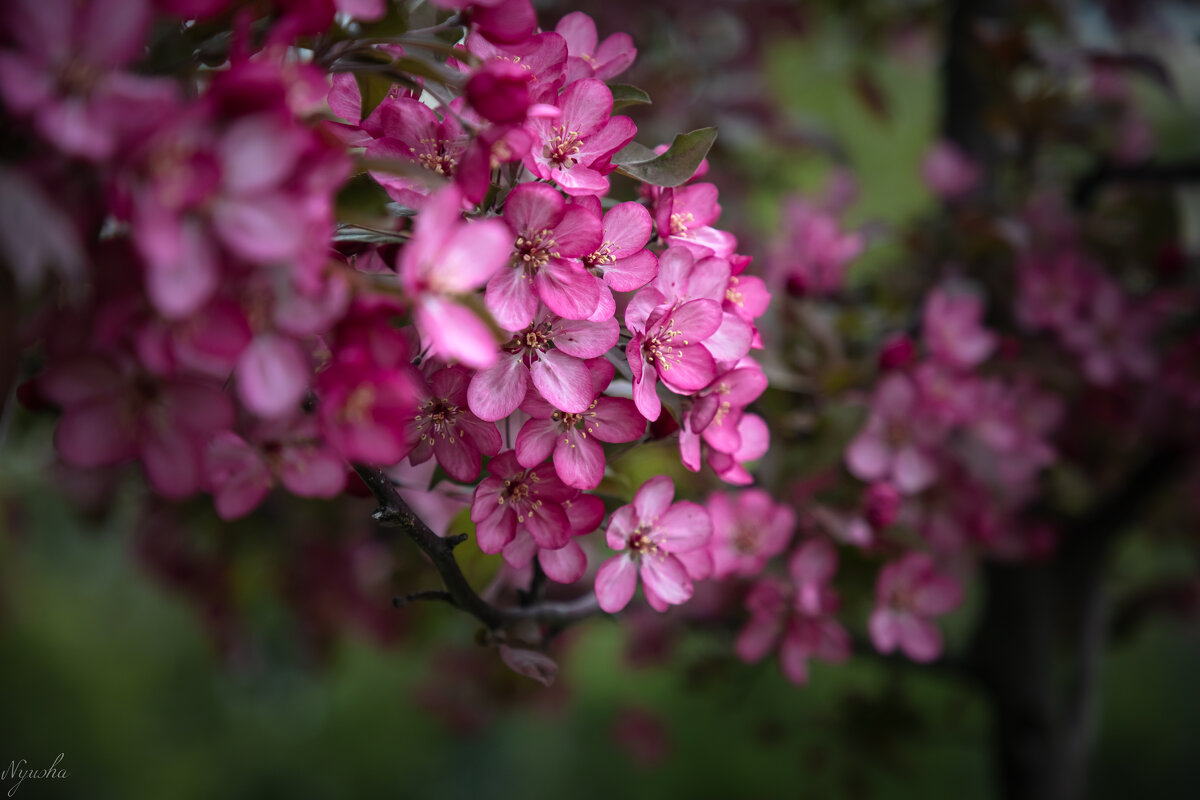 Розовенькое, в цветочках) - Nyusha . Розовенькое, в цветочках) - Nyusha .
