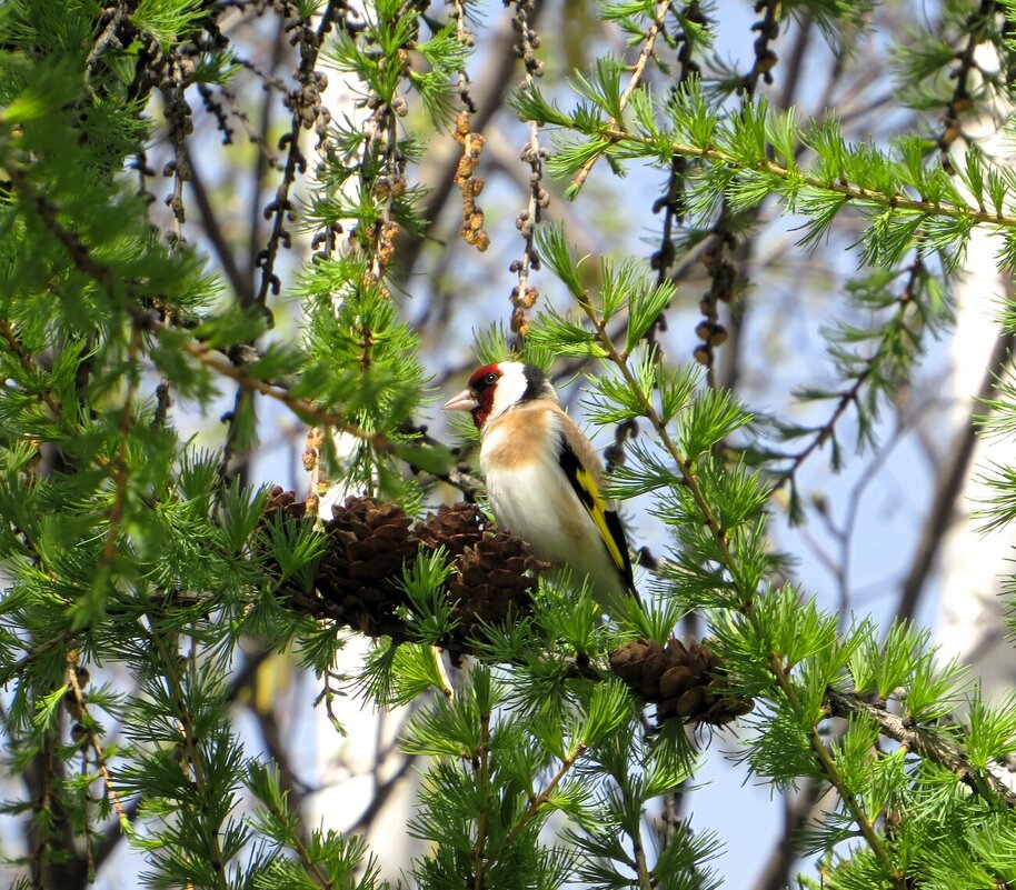 Щегол - Лариса С.