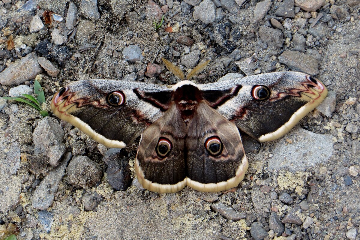 Павлиноглазка грушевая. Крупнейшая по размаху крыльев ночная бабочка Европы и России - Татьяна Смоляниченко Павлиноглазка грушевая. Крупнейшая по размаху крыльев ночная бабочка Европы и России - Татьяна Смоляниченко