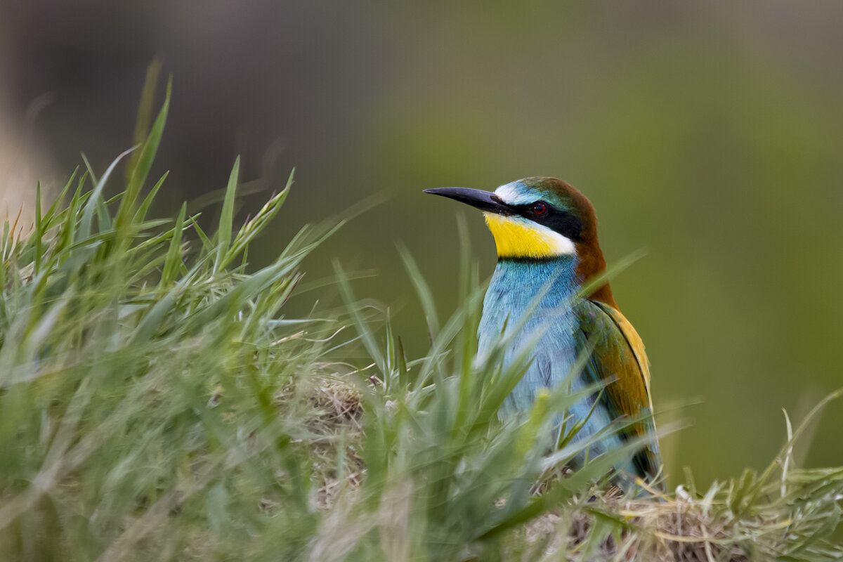 *** - Валерий Черняк
