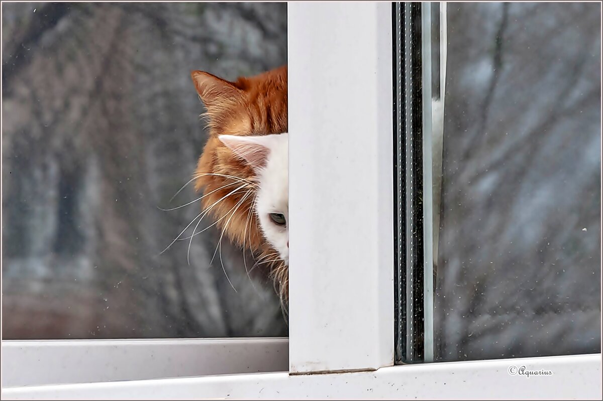 Любопытство... - Aquarius - Сергей Любопытство... - Aquarius - Сергей