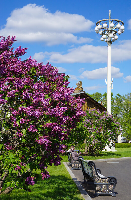 Цветение сирени - Ольга Цветение сирени - Ольга