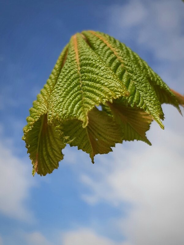 Панамка - Наталья Герасимова