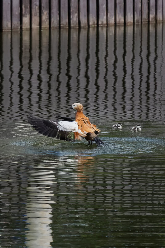 утиная история - Michel 