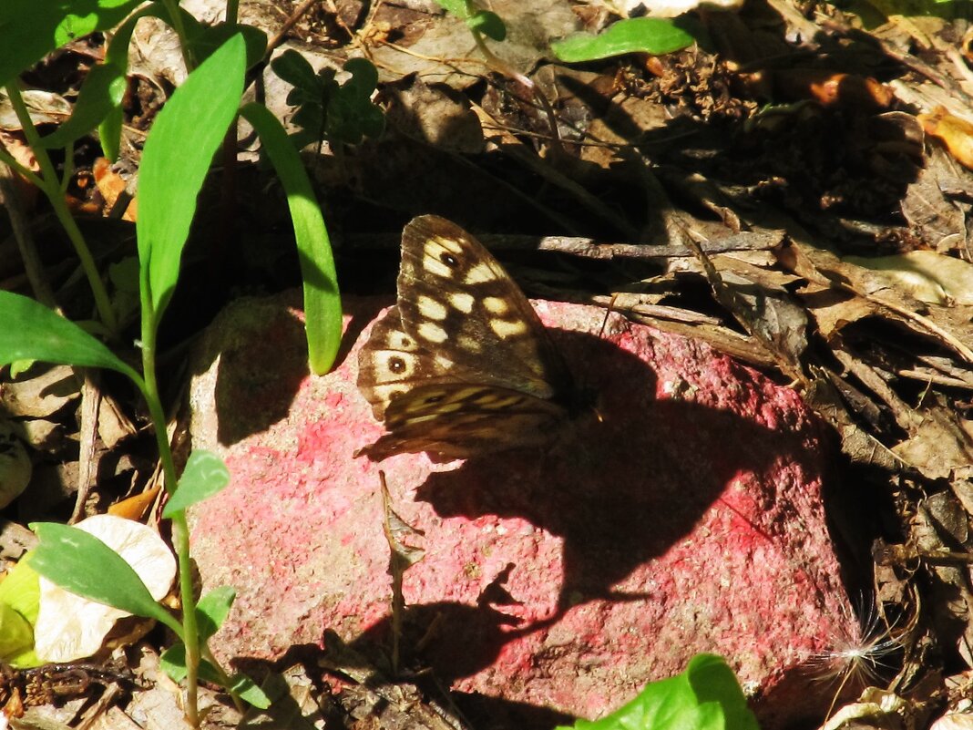 порхающее лето - Елена Шаламова порхающее лето - Елена Шаламова