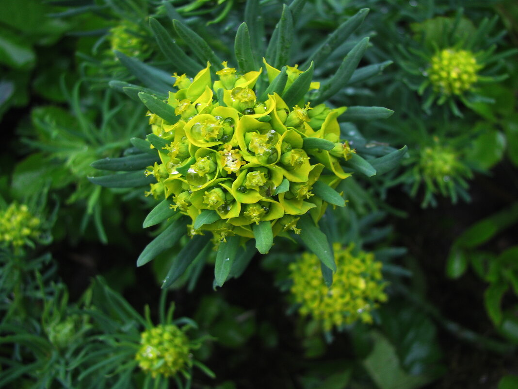 Кипарисовый молочай - Людмила Смородинская Кипарисовый молочай - Людмила Смородинская