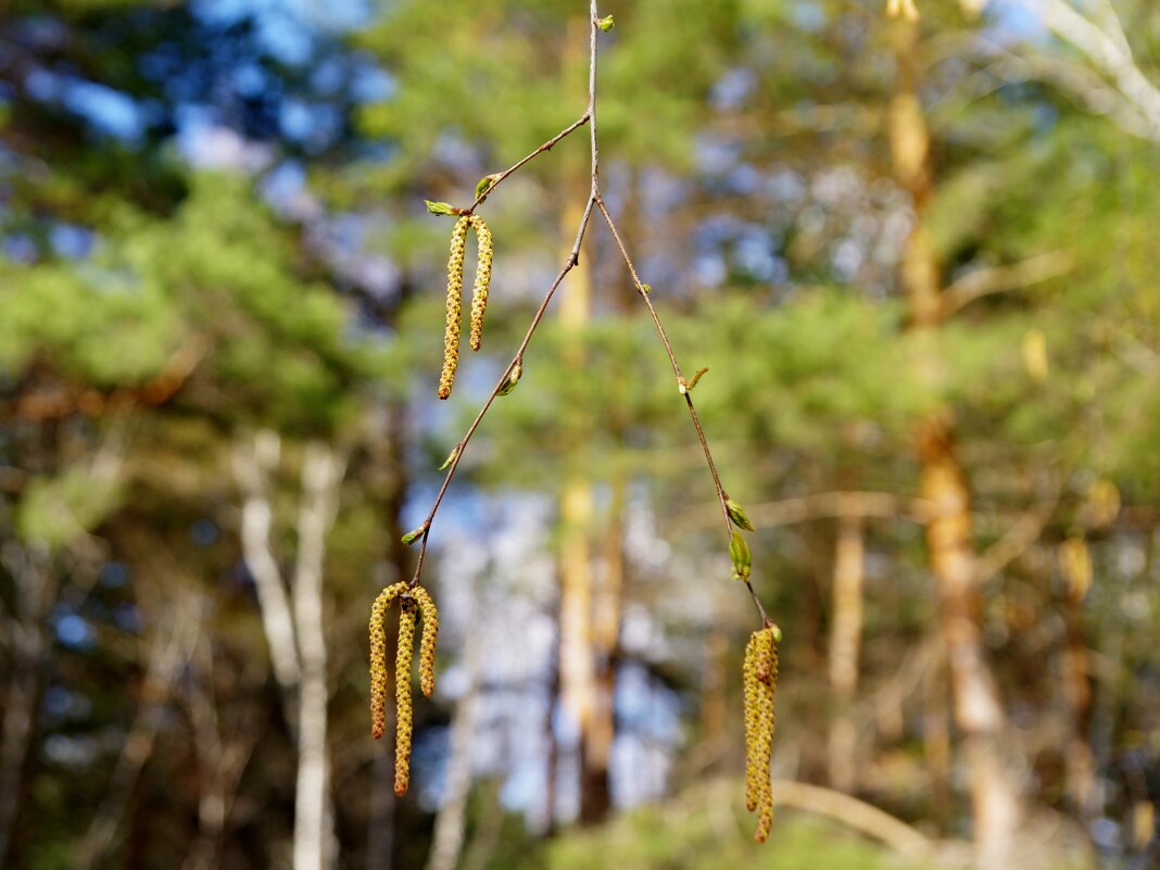 Березовые сережки - Сергей Швечков