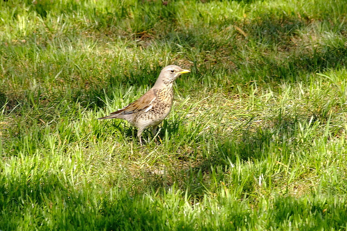 * * * - Фёдор Меркурьев