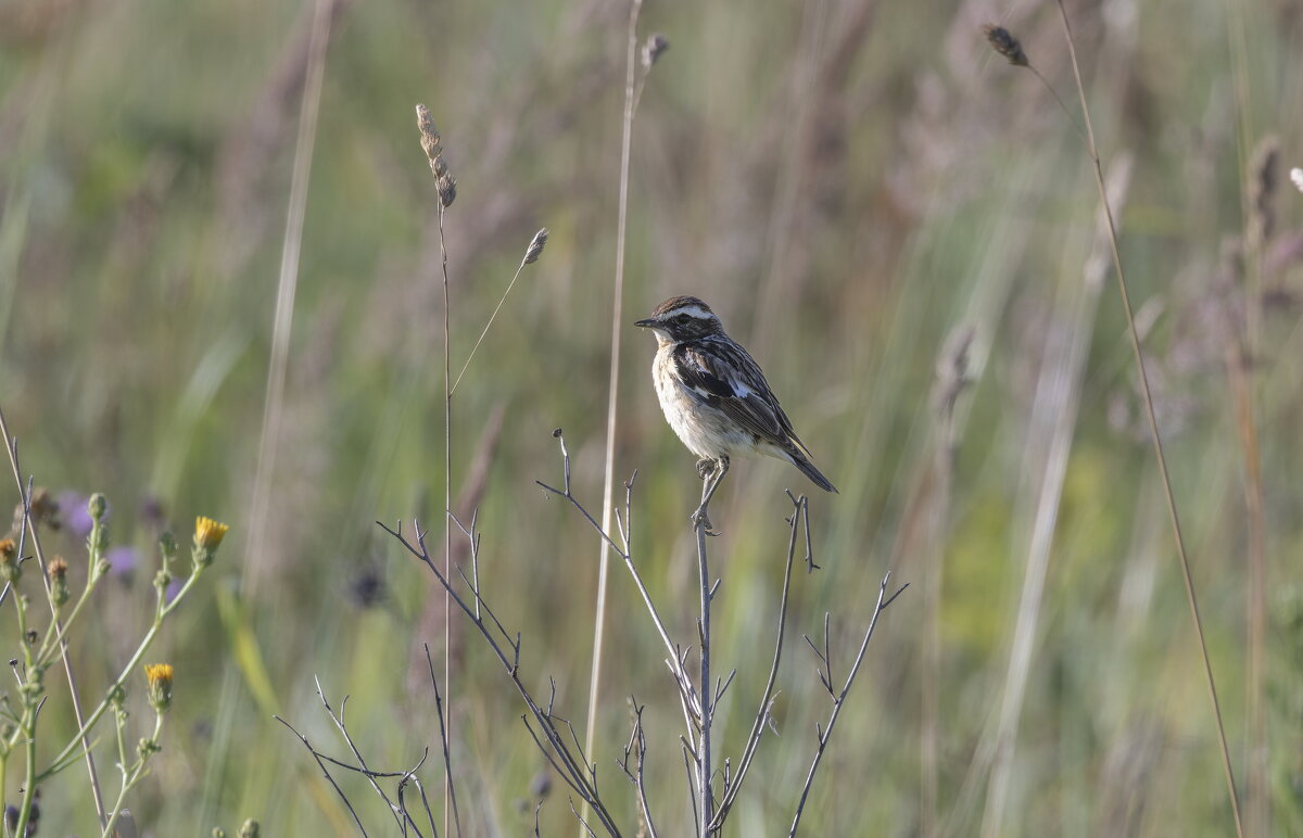 полевой чекан - юрий макаров