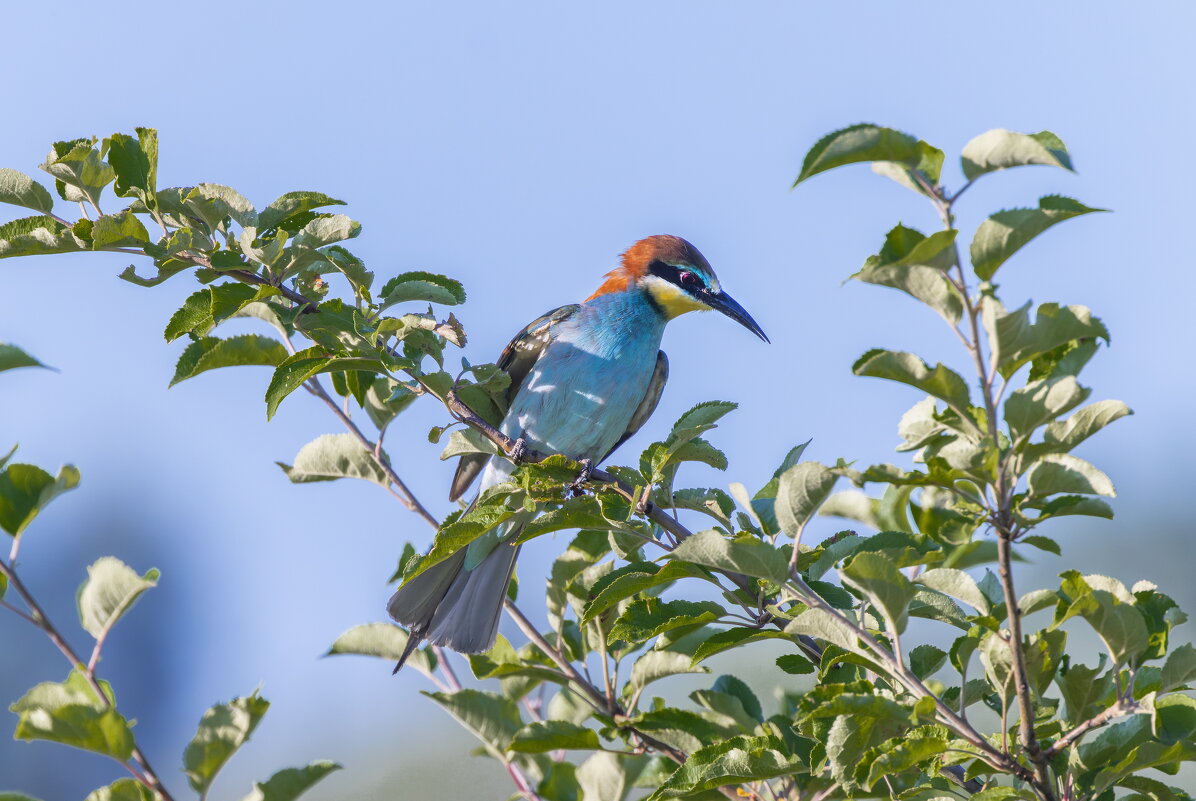щурка - юрий макаров щурка - юрий макаров