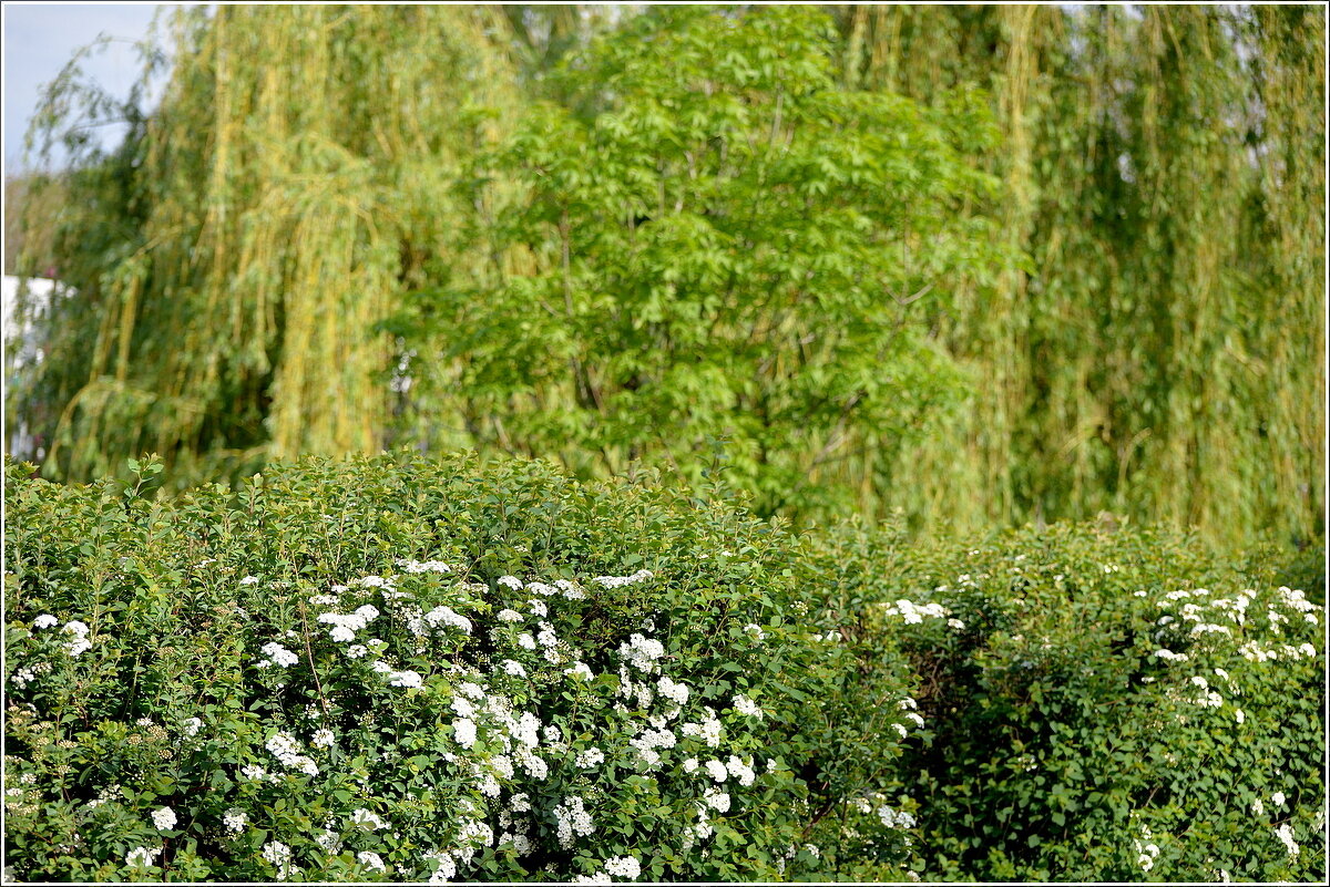 Природа в парке - Сеня Белгородский