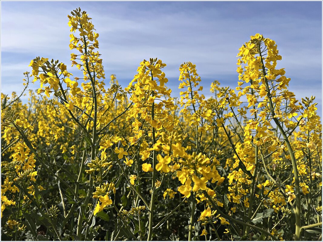Цветы рапса. - Валерия Комова Цветы рапса. - Валерия Комова