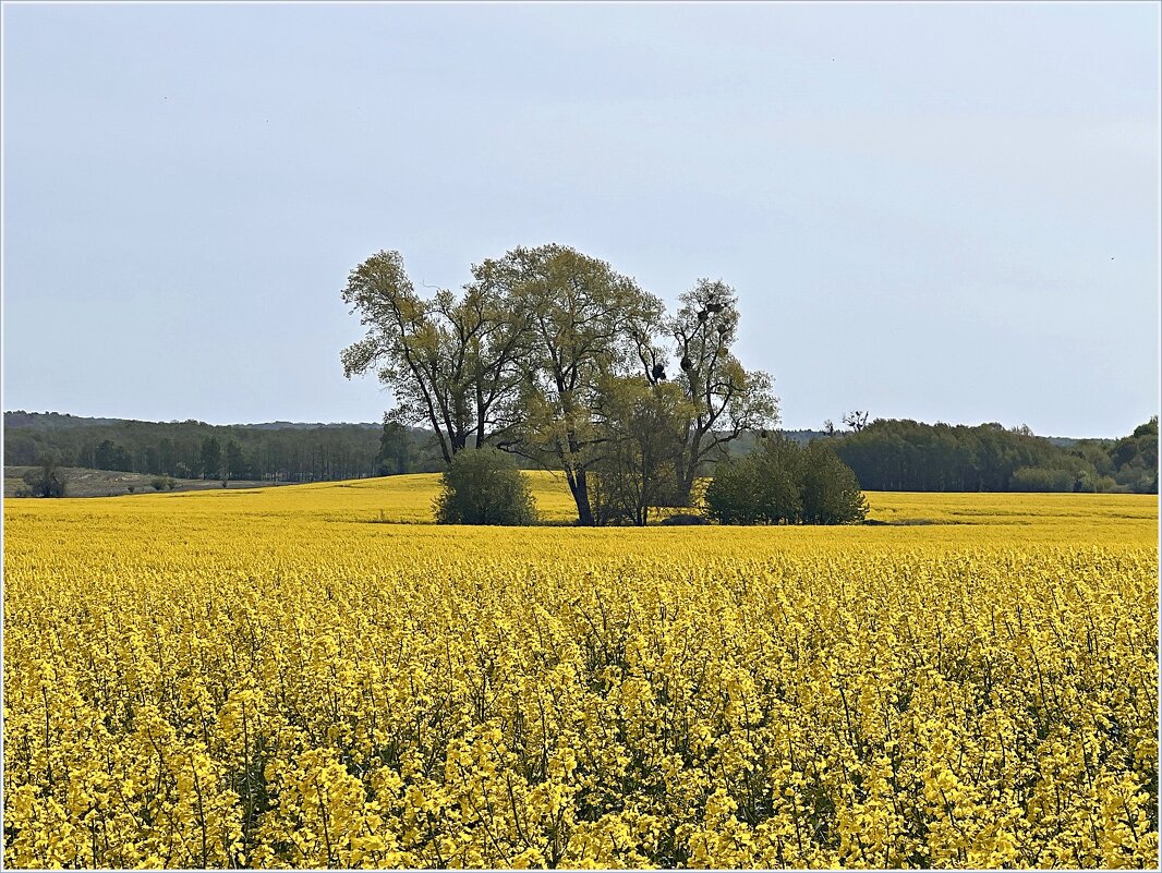 Рапсовое поле. - Валерия Комова