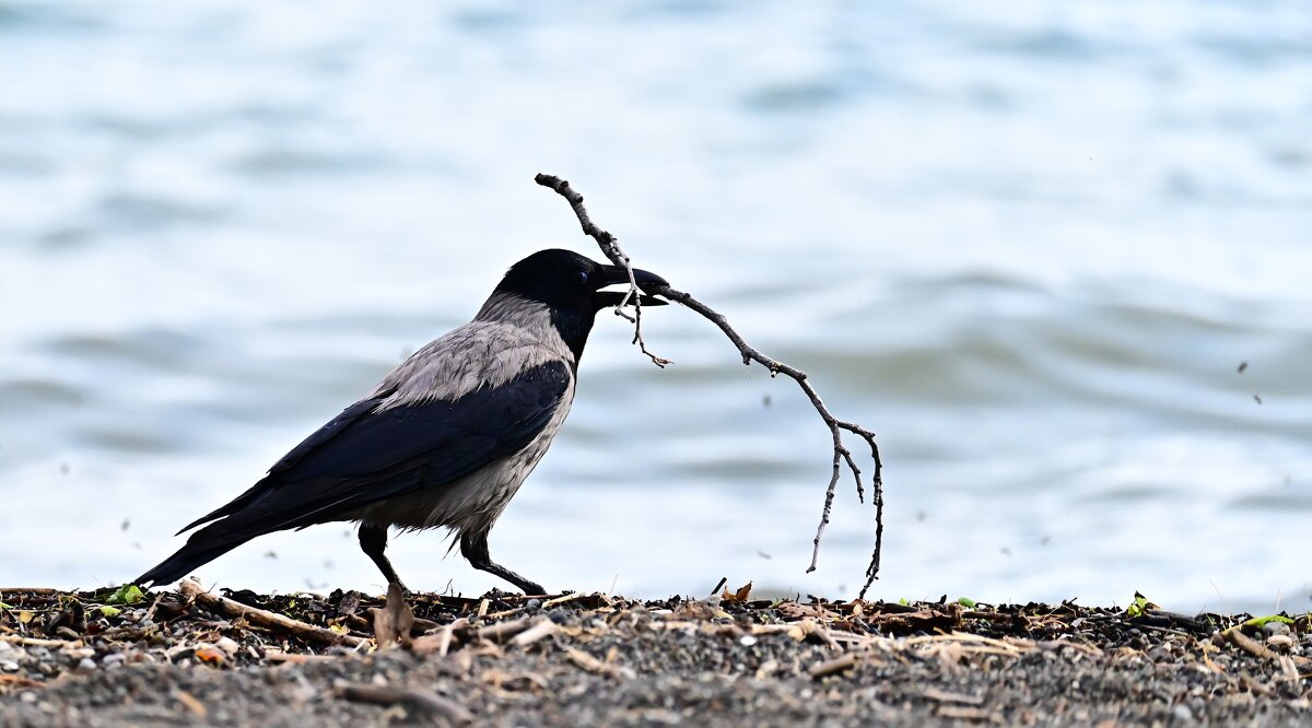 Ворона - Светлана Ворона - Светлана