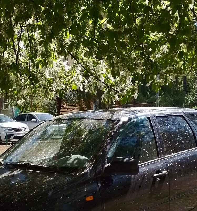 *** - Валентина Береснева