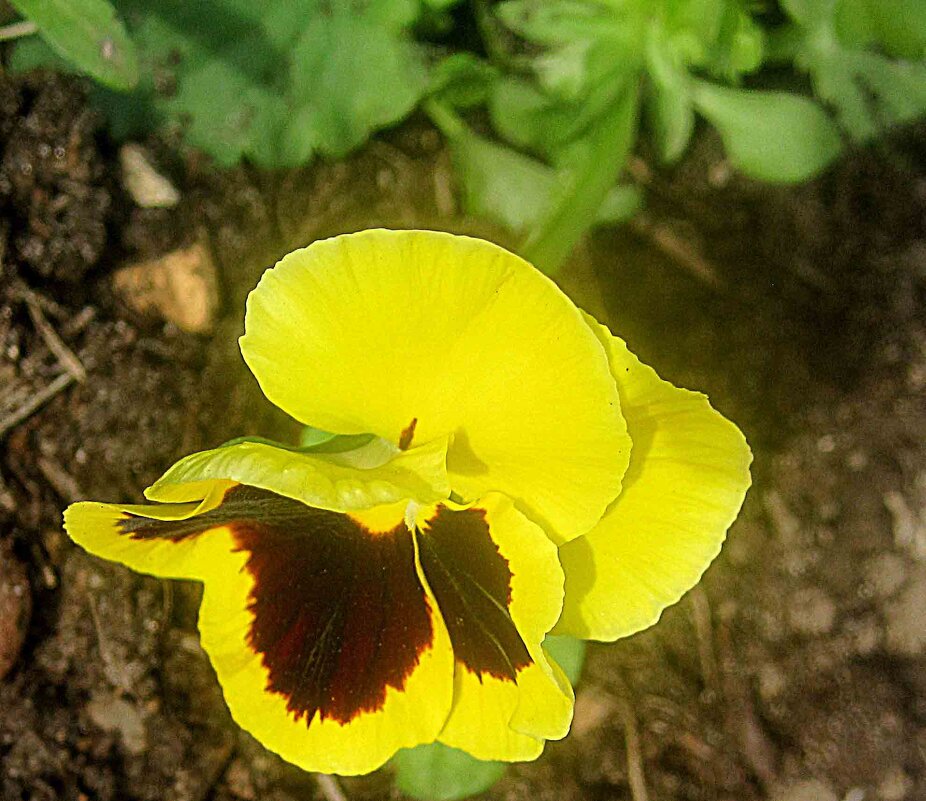 Анютины глазки - Елена Семигина Анютины глазки - Елена Семигина