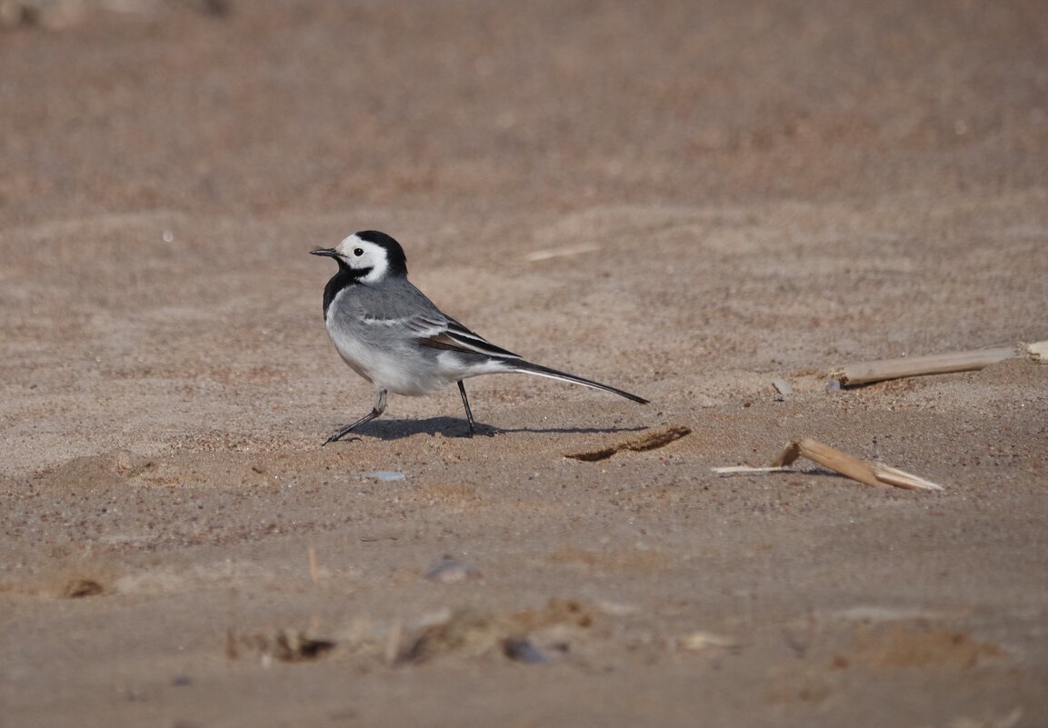 Трясогузка на берегу Финского залива - Магомед .