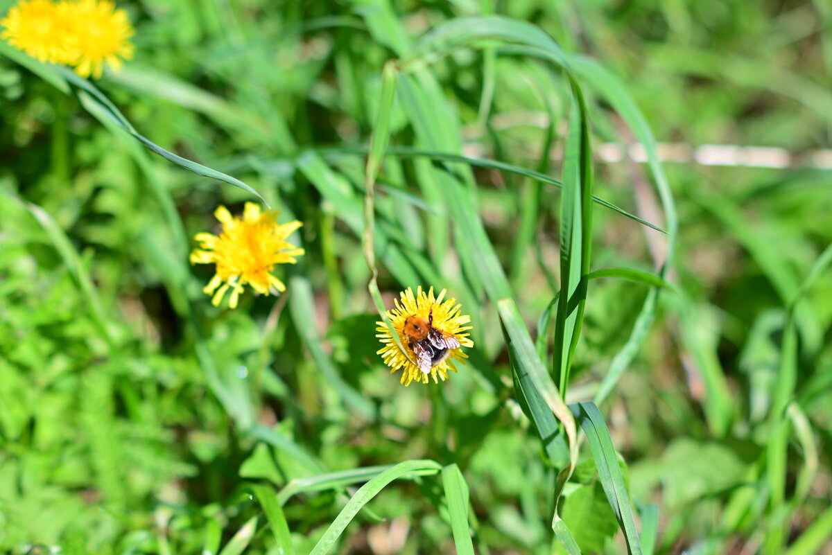 Весеннее настроение - Владислав Левашов Весеннее настроение - Владислав Левашов