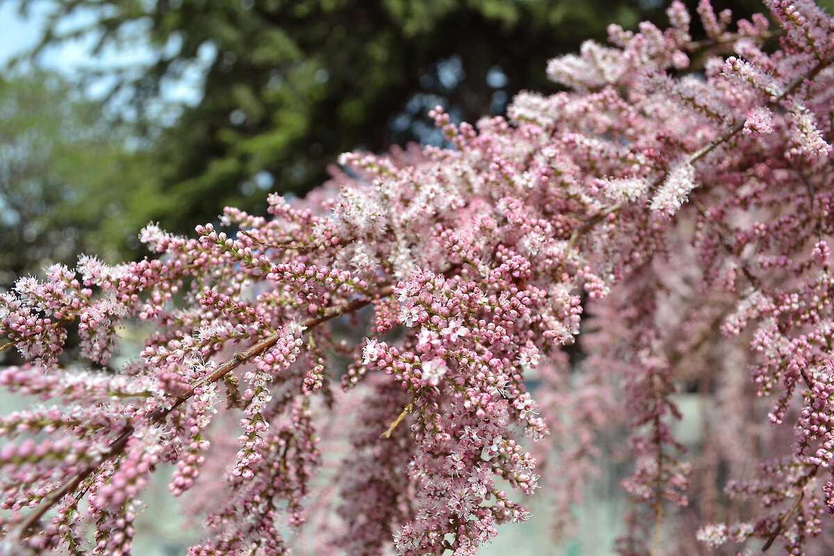 тамариски - Ольга тамариски - Ольга