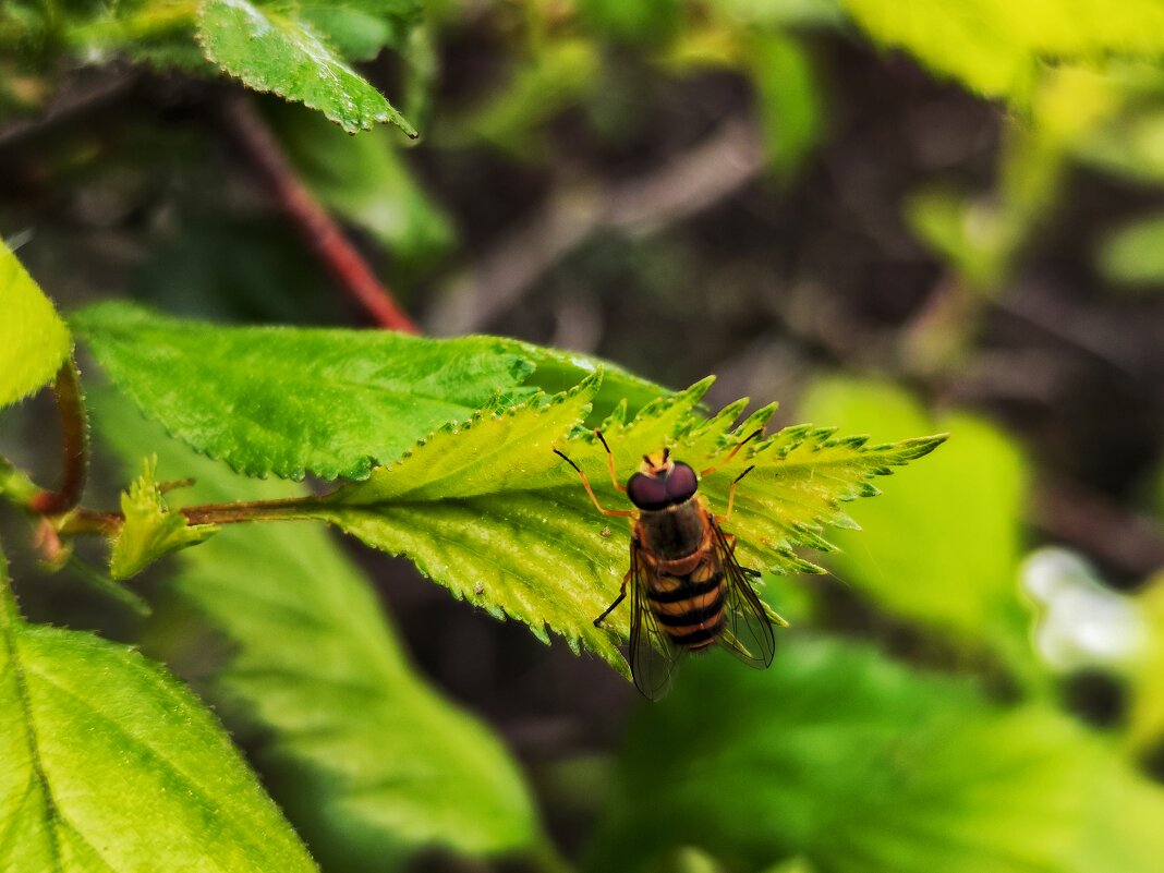 **** - Алексей Архипов