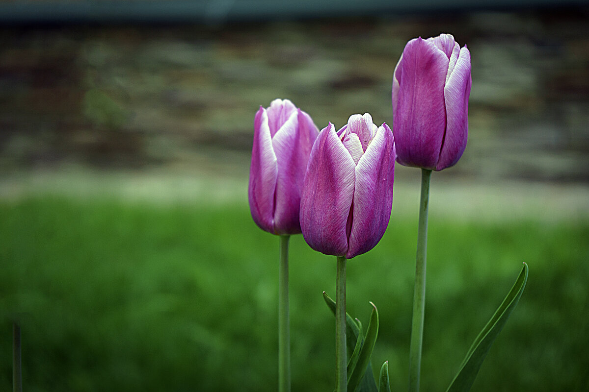 Тюльпаны - Владимир Кроливец
