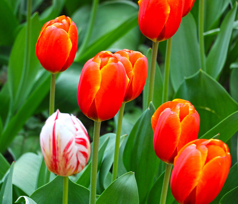 Чужой среди чужих - Светлана Чужой среди чужих - Светлана