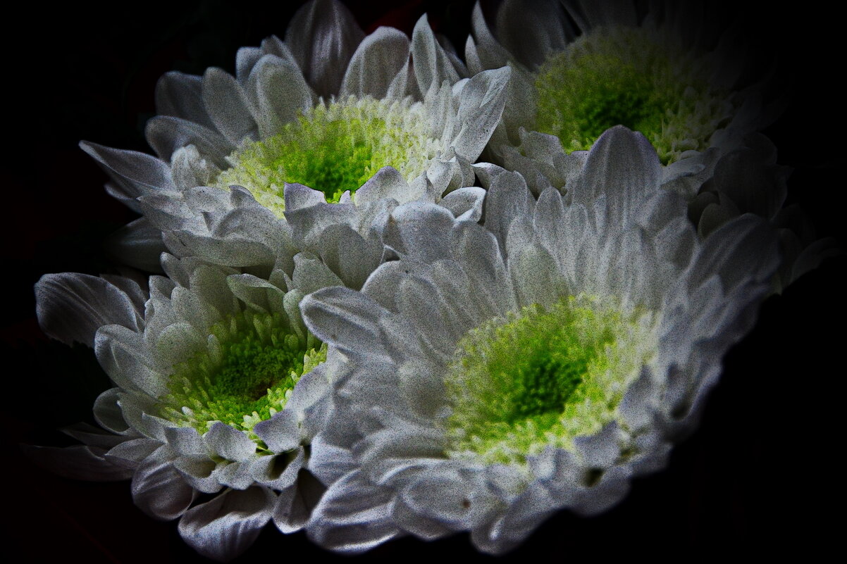 Хризантемы - Анастасия Смирнова Хризантемы - Анастасия Смирнова