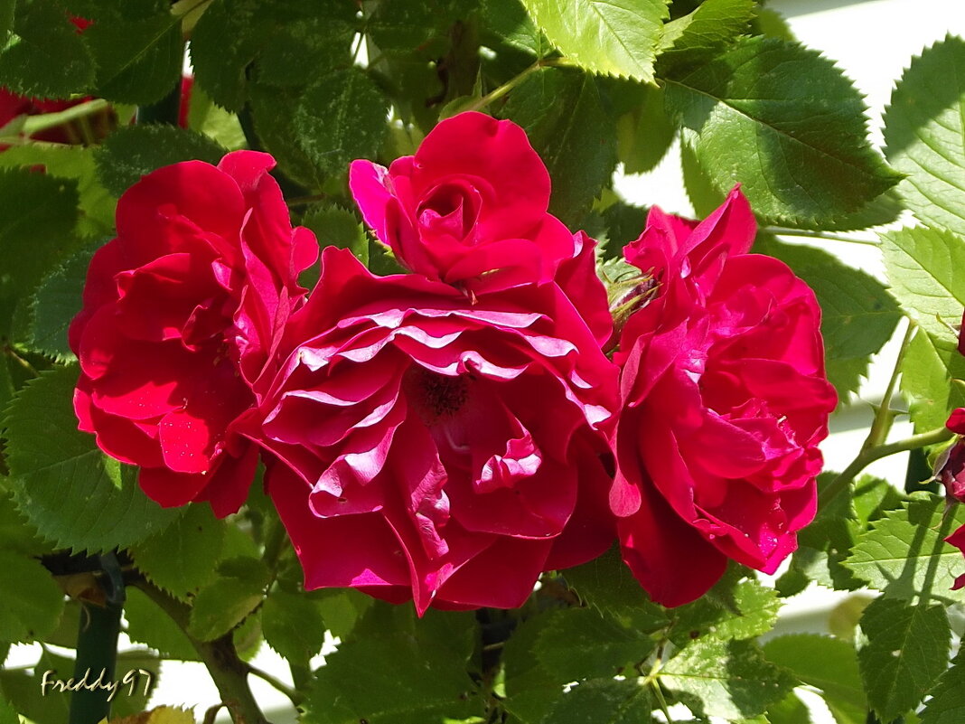 Розы - Freddy 97