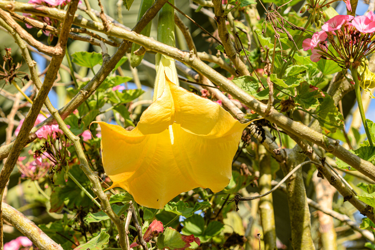 Бругмансия - Oleg4618 Шутченко