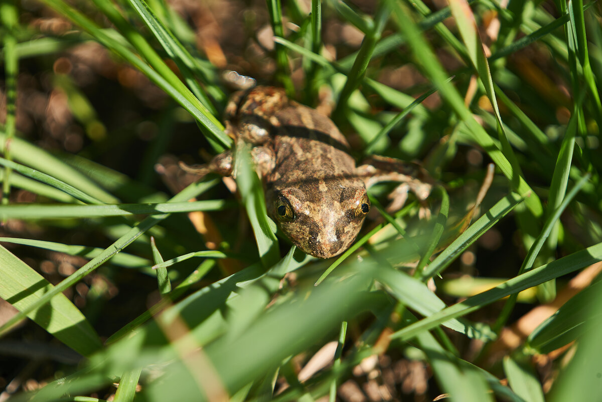 Царевна Лягушка - Александр Леонов Царевна Лягушка - Александр Леонов