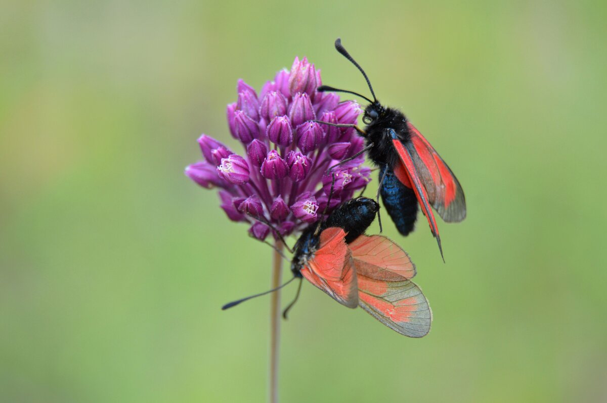 Пестрянка - Надежда Куркина Пестрянка - Надежда Куркина