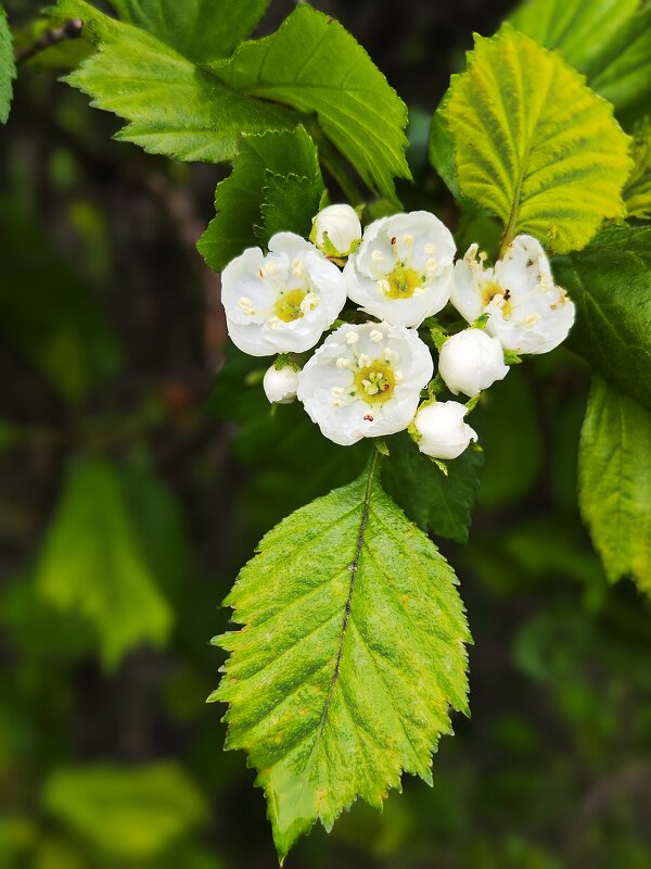 **** - Алексей Архипов **** - Алексей Архипов