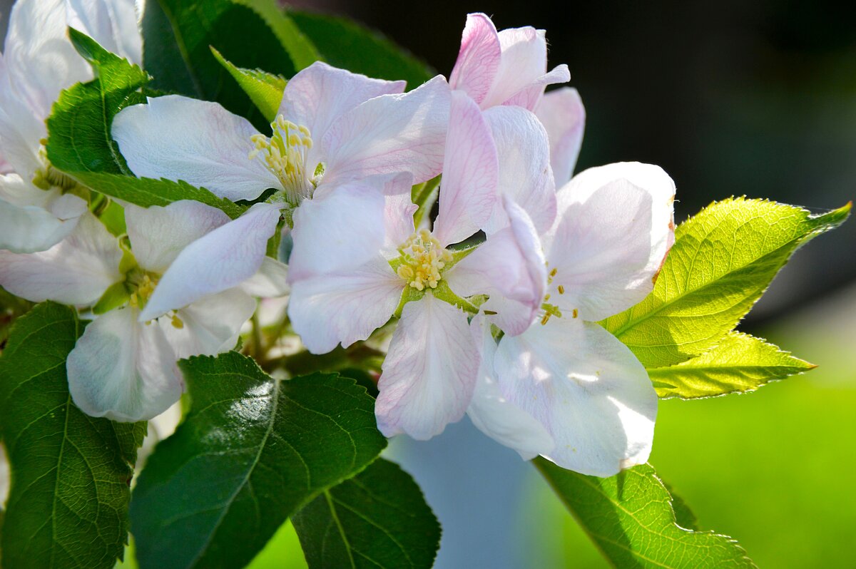 Пригревает солнышко яблоньку... - Надежда Куркина Пригревает солнышко яблоньку... - Надежда Куркина