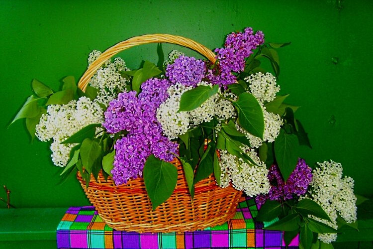 Майская сирень... - Галина Кузьмина Майская сирень... - Галина Кузьмина