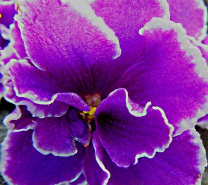 Про фиалочку... - Галина Кузьмина Про фиалочку... - Галина Кузьмина