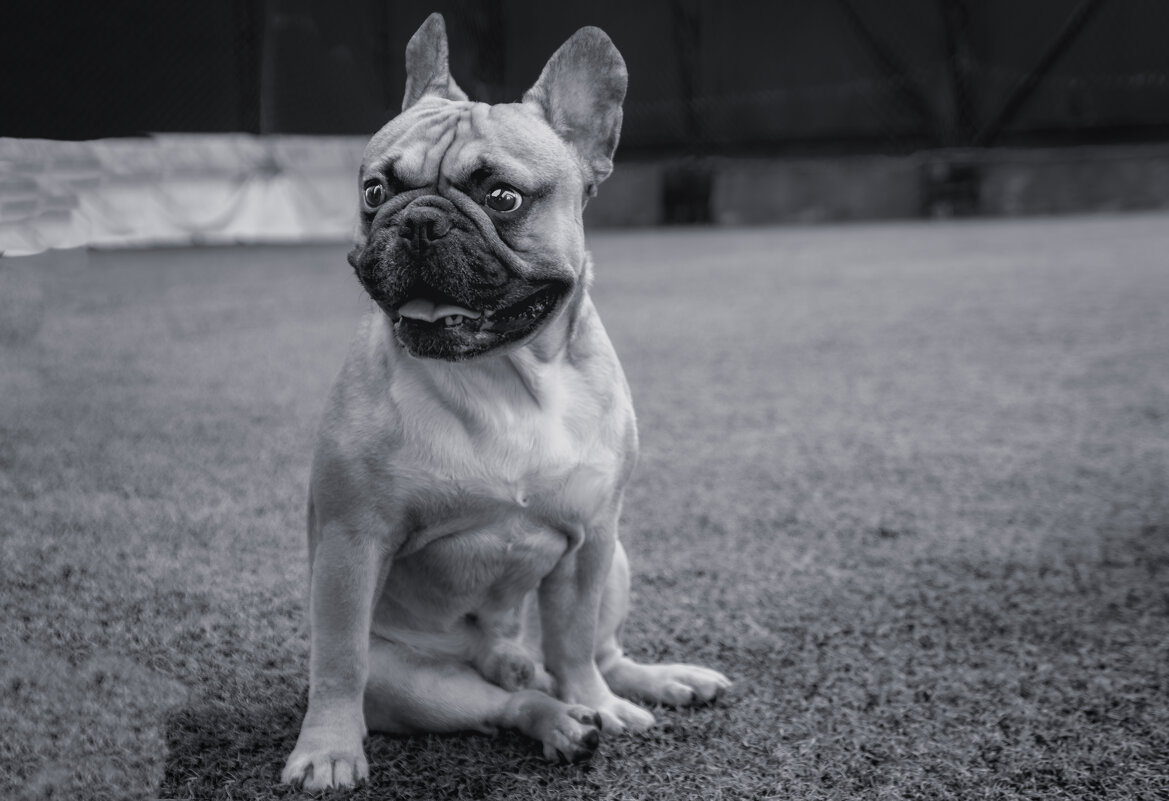 Бульдожка. - Андрей Жданов Бульдожка. - Андрей Жданов