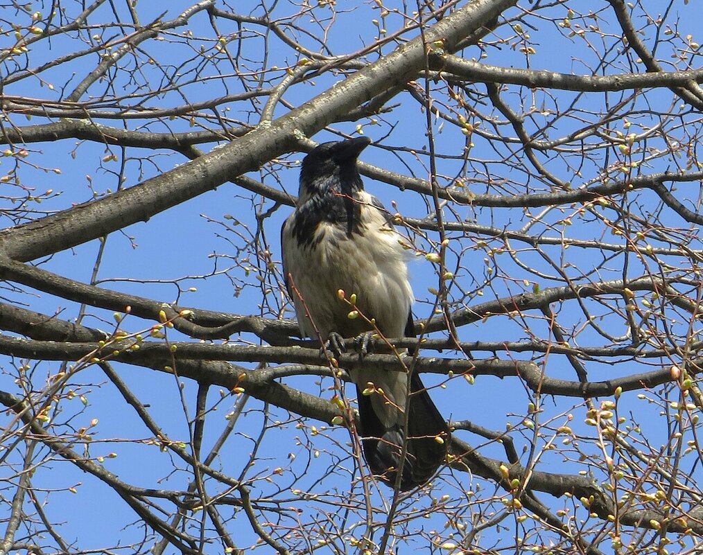 Каркуша - Лариса С.