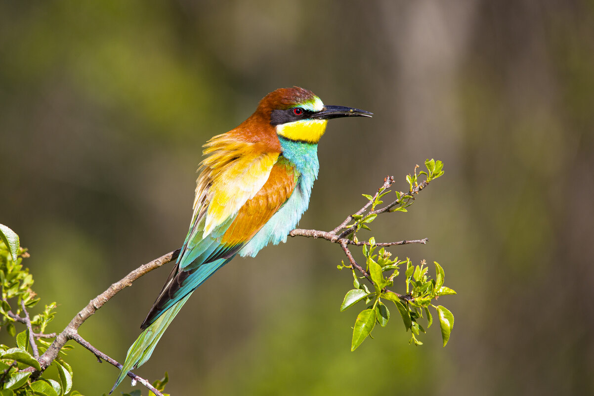 *** - Валерий Черняк *** - Валерий Черняк