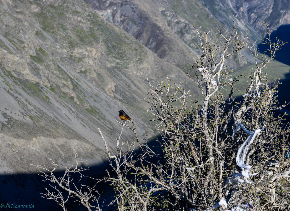 Горихвостка - Константин Шабалин