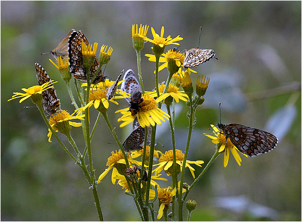 Общепит Шашешниц - Aleksandr Gal