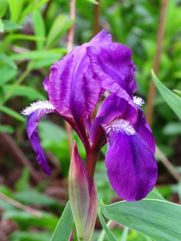 Цветок ириса - Андрей Снегерёв