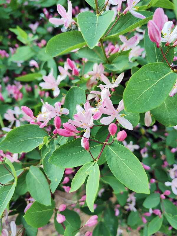 Жимолость - Валерий Судачок Жимолость - Валерий Судачок